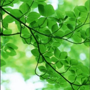 Meet your Posher, Missy